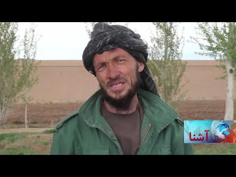 آنغوزه بدیلی برای کشت کوکنار