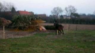 Young horse running.AVI