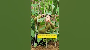 Mẹo chăm sóc để dưa leo đạt năng suất cao #gardeningtips #lamvuon #trongcay #lamnongopho