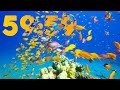 60 minute 4k aquarium countdown with relaxing piano music 