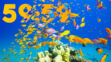 60 Minute 4K Aquarium Countdown with Relaxing Piano Music 🐠🎹
