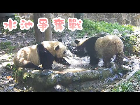 《熊貓早晚安》今日泳池屬於誰呢？ | iPanda熊貓頻道