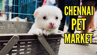 Chennai Broadway Sunday Pet Market 2024 🐶🐶🐶