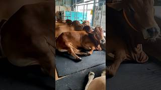 Nine Big Bulls Taking Rest After Having Lunch | Sadeeq Agro 2024