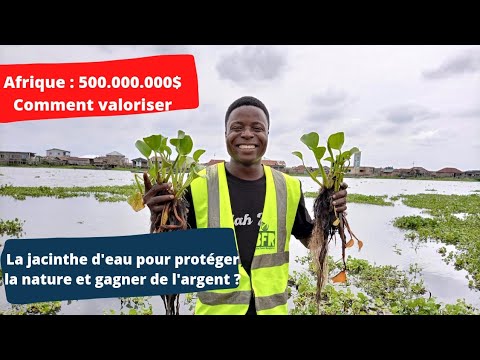 Vidéo: Soin de la jacinthe d'eau - Comment faire pousser des plantes de jacinthe d'eau