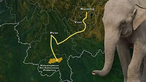 Why 15 Elephants Went on a 500-km Journey in China - DayDayNews
