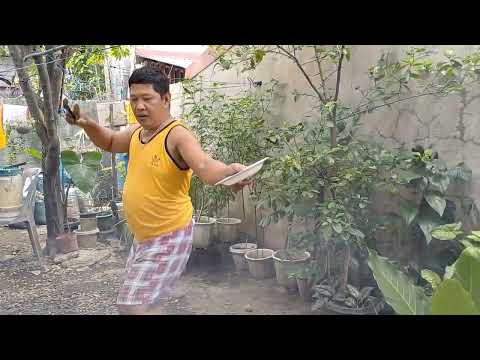 NAG-IHAW NG LIEMPO SA LIKOD BAHAY/FLEXING MY PLANTS! #VLOG203