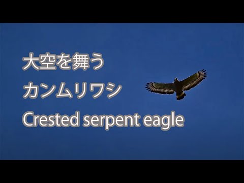 【大空を舞う】カンムリワシ Crested serpent eagle