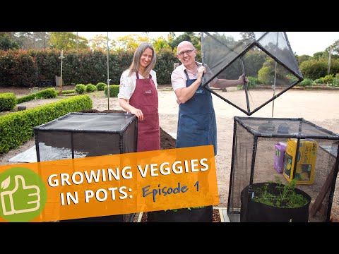 How to grow veggies in pots: Episode 1