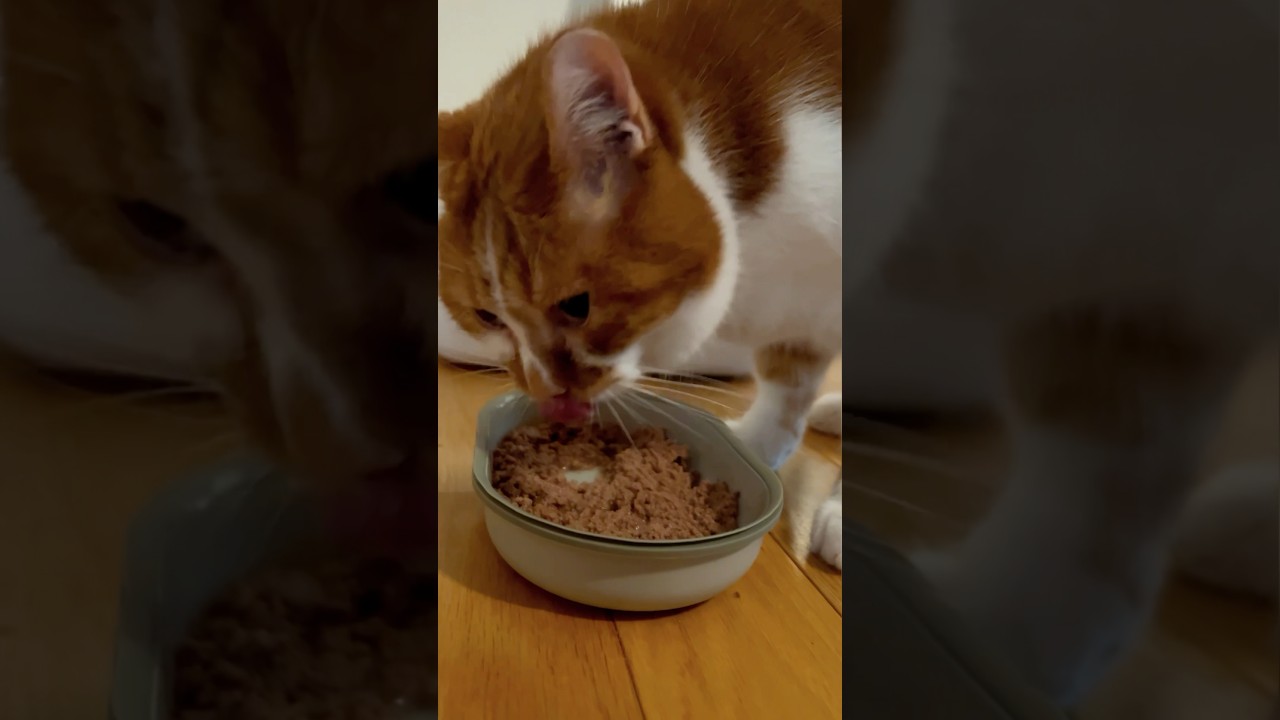Cat Eating ASMR for your soul 😍 