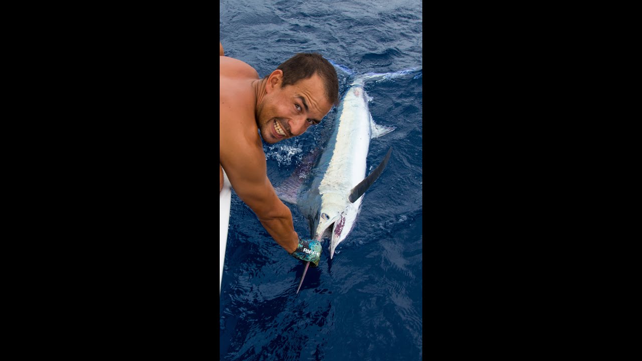 Marlin from a Sailboat! #Shorts