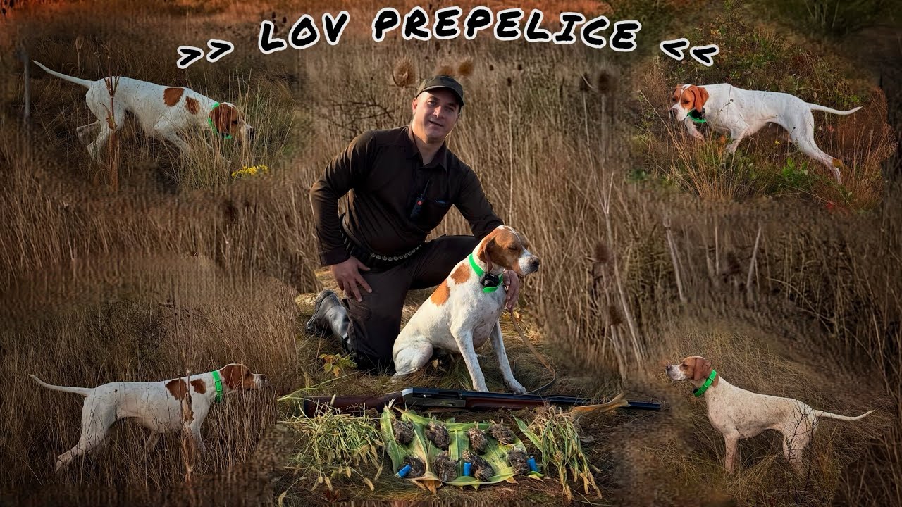 LOV PREPELICE MLADOM POENTERKOM (quail hunting with a young pointerka)