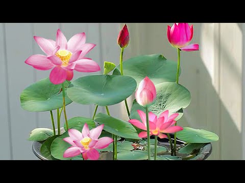 一盆水，一把泥，加上一点“它”，不懂养花也能轻轻松松养爆盆