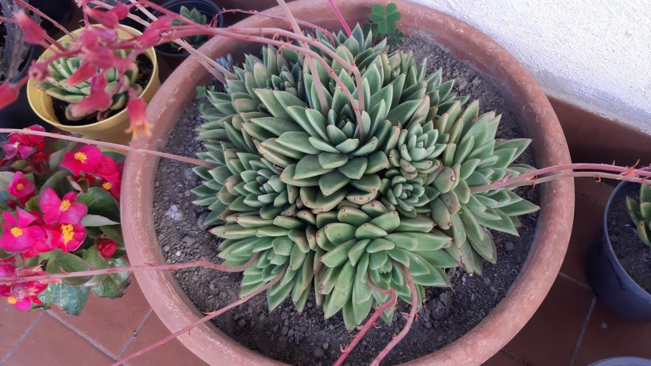 Echeveria agavoides