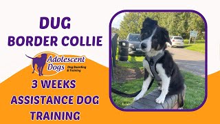 Dug the Border Collie puppy  3 Weeks Assistance Dog Residential Training