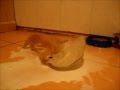 котёнок и молоко.wmv
