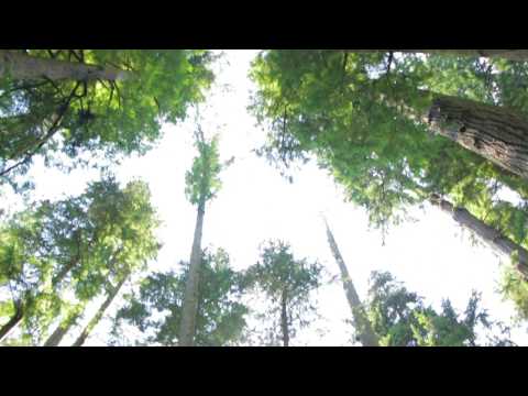 Video: Čudna Sečnja Gozdov V Regiji Čeljabinska - Alternativni Pogled