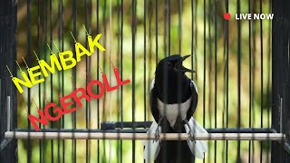 Kacer Gacor Nembak Ngeroll! Cocok Buat Pancingan Kacer Lain Pasti Ngobra