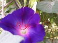 اغنية عربية 2022 قلبي الو هو عمري حلو 