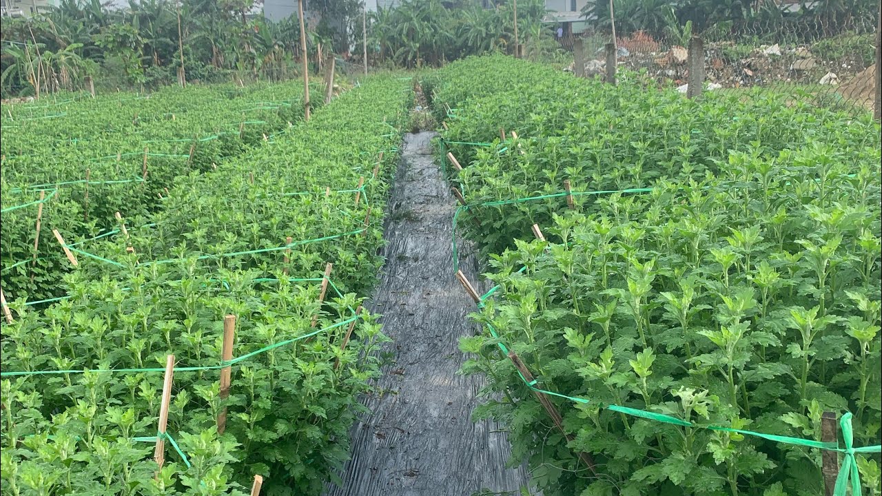 Cúc pha Lê 26/9 âl