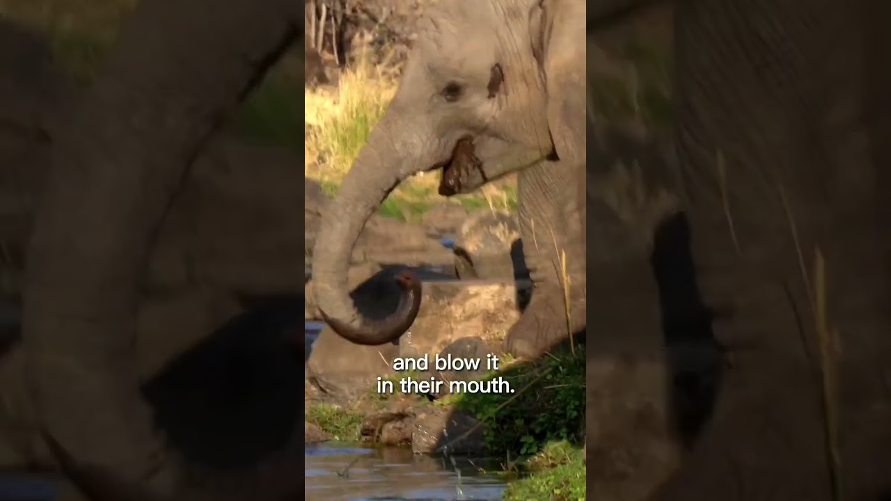 Baby Elephant Drinking