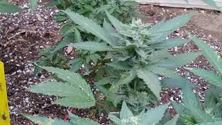Lemonwalker #dna_genetics