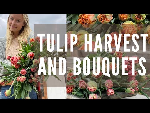 Βίντεο: How to Harvest Cut Flowers: Harvesting Flowers from Cutting Gardens