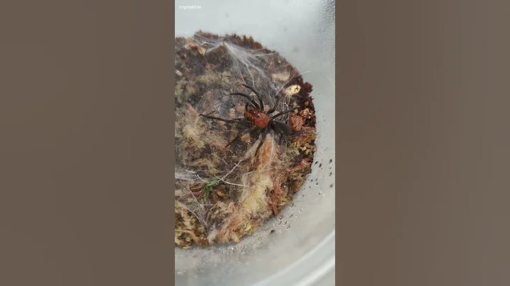 the devil curtain web #harmonicon #oiapoqueae #arachnid #spider #invertebrates #shorts