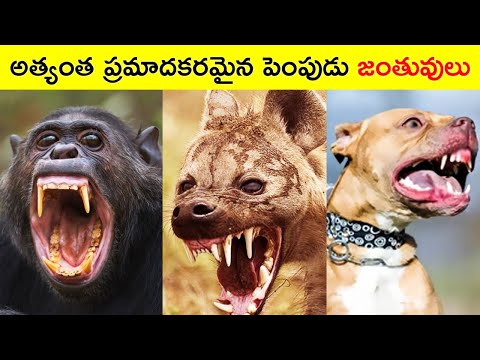 ప్రపంచంలో అత్యంత ప్రమాదకరమైన పెంపుడు జంతువులు//World’s 10 Most Dangerous Pets// Telugu wonders