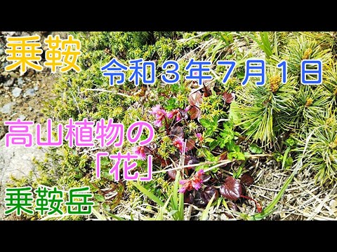 乗鞍岳-高山植物の花 大雪渓周辺に咲き始めた高山植物の花の紹介です。今回は、「ショウジョウバカマ」、「キバナシャクナゲ」、「コイワカガミ」、「ハクサンイチゲ」を主に撮影しました(2021.07.01)