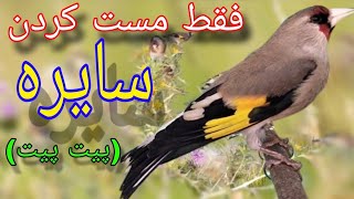 The best training song for gold finch |فقط مست کردن سایره پیت پیت ماده سایره