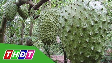 Mãng cầu xiêm đầu mùa tăng giá | THDT