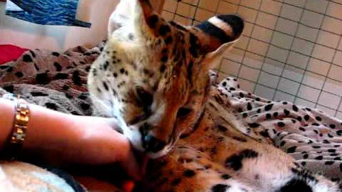 Video 1354981: african serval pet, pets cuddles, sweet kitty, purring
