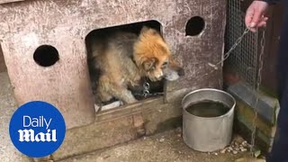 RSPCA shows animals kept in awful conditions during 'puppy farm' raid