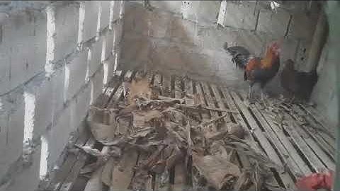 Thuần gà rừng rặc  và ghép mái sinh sản