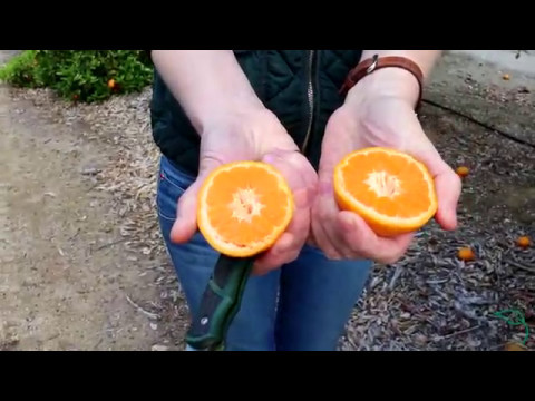 Videó: A mandarin betakarításának időpontja – Ismerje meg a mandarin betakarítását
