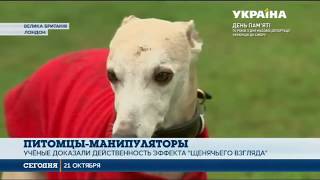 Британские учёные доказали, что собаки способны манипулировать людьми Британские учёные доказали, что собаки способны манипулировать людьми