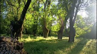 🌾 Countryside Serenity: Relaxing Nature Sounds for Sleep, Study &amp; Deep Focus