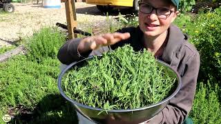 How to Harvest, Dry, and Store My #1 Favorite Herb: Hyssop #tea #herbal #health