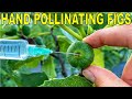 Breeding Figs: Harvesting Fig Pollen And Hand Pollinating Figs