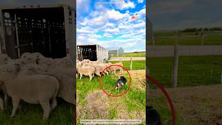 Who will win, Sheep vs. Dog 😱