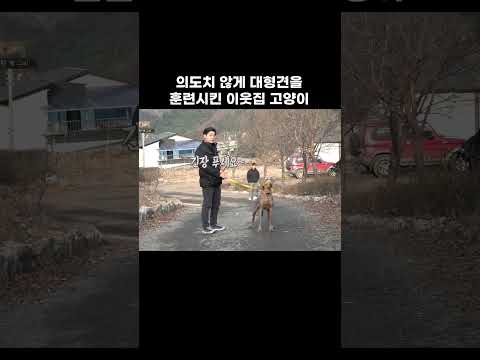 그냥 구경이 하고 싶었던 옆집 고양이 #shorts