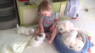 OneMonth Old Coton de Tulear Pups and Baby Anna