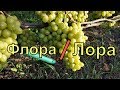 Виноград Беларуси . Лидчина. Сорт винограда  Лора ( Флора).