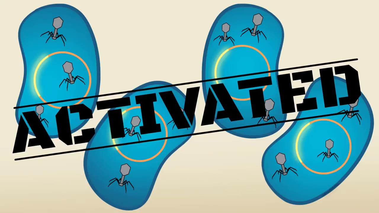 Amoeba Sisters Video Recap Viruses Answer Key Free Quizzma
