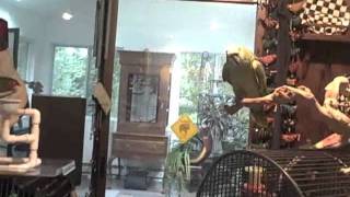 Parrot Preparedness For Hurricane Irene 2011