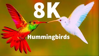 Amazing Hummingbirds Special Collection in 8K ULTRA HD HDR / 8K TV Demo