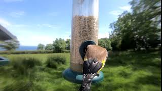 Goldfinch feeding from a Tube peanut seed Feeder in Ireland