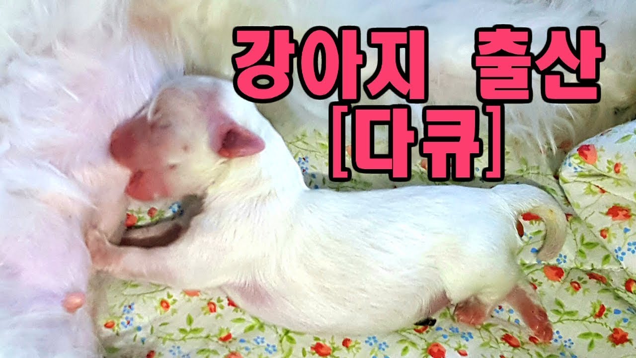 [강아지출산 다큐멘터리] Maltese's baby was born.예쁜 말티즈 아기가 태어났어요