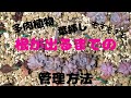 【多肉植物】葉挿しの方法〜根が出るまで〜
